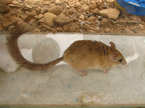 Bushy-tailed Jird (Sekeetamys calurus) — Least Concern Mammalia