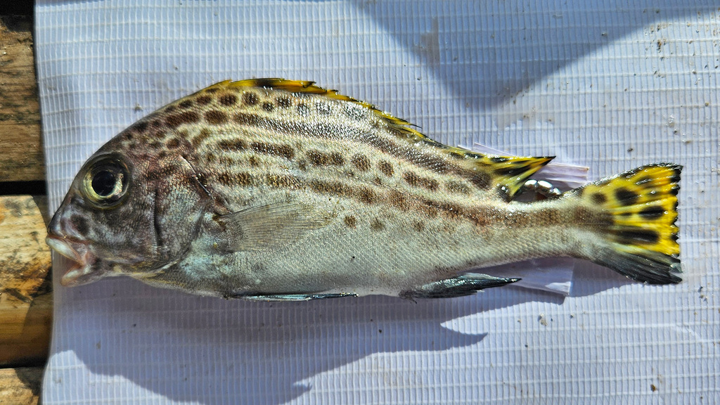 Blackfin Sweetlips