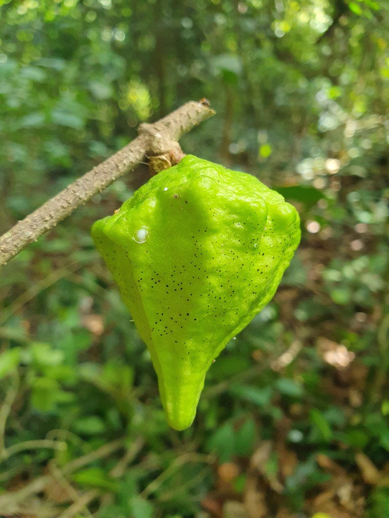 Landolphia congolensis