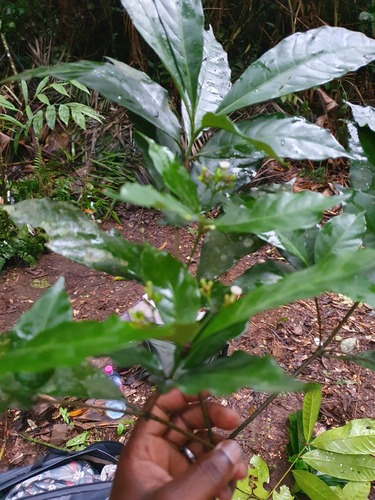 Rauvolfia mannii