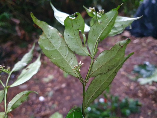 Chassalia pleuroneura