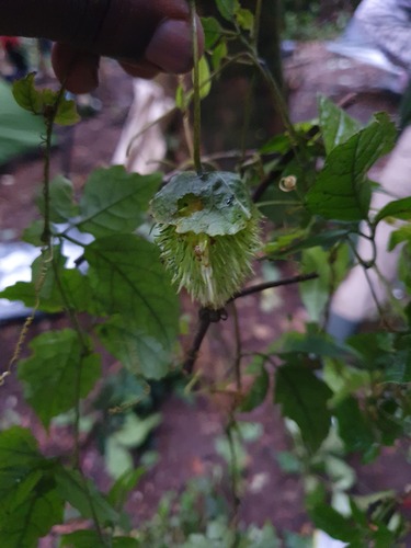 Momordica cissoides
