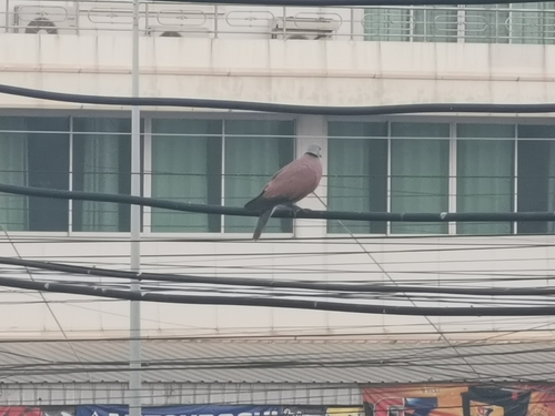 Red Collared-Dove