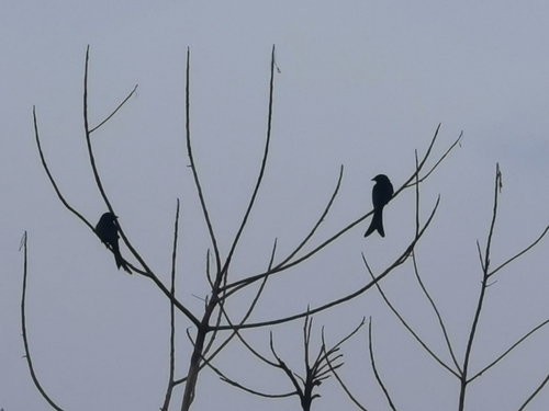 Black Drongo