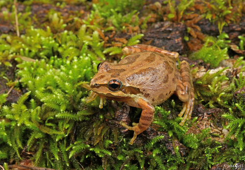 Pacific Tree Frog