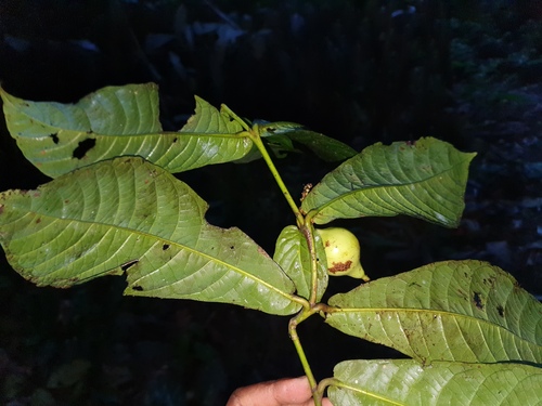 Massularia acuminata