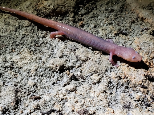 Northern Grotto Salamander