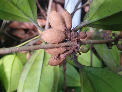 Strychnos elaeocarpa