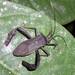 Acanthocephala scutellata - Photo (c) Dr. Alexey Yakovlev, todos os direitos reservados, uploaded by Dr. Alexey Yakovlev