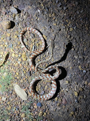 Brown Tree Snake sighting