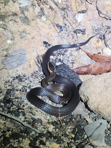 Golden-crowned Snake sighting