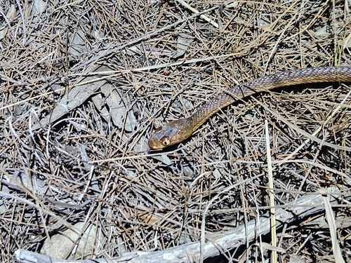 Brown Tree Snake sighting