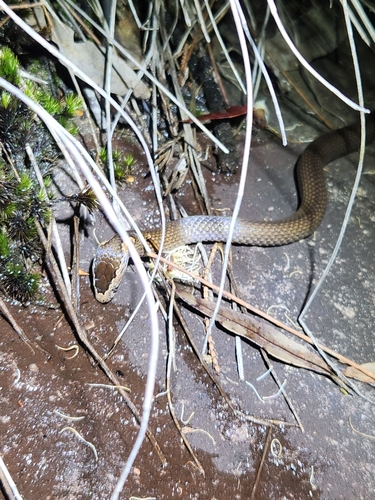 Golden-crowned Snake sighting