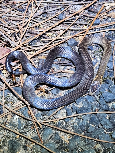 Golden-crowned Snake sighting