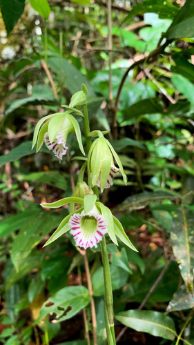 Galeandra beyrichii
