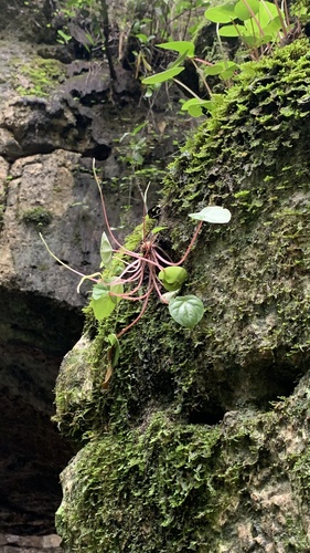 Peperomia arifolia