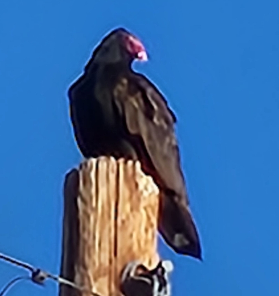Turkey Vulture from Portillo Ridge, Green Valley, AZ 85614, USA on