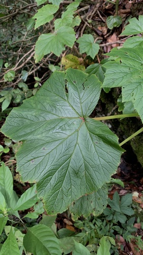 Begonia reniformis
