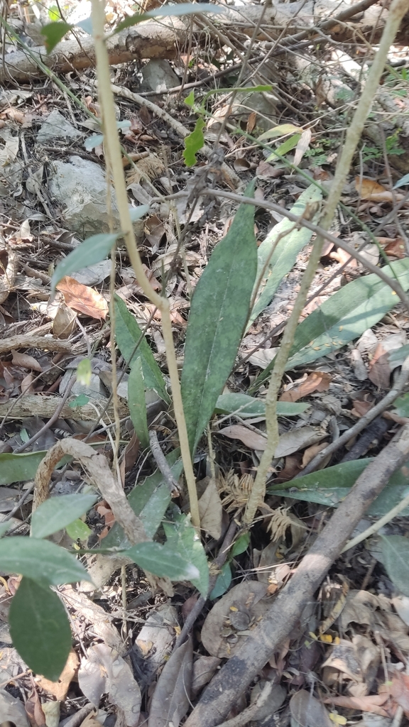 Monk Orchid from 97315 Yuc., México on March 1, 2024 at 10:33 AM by ...