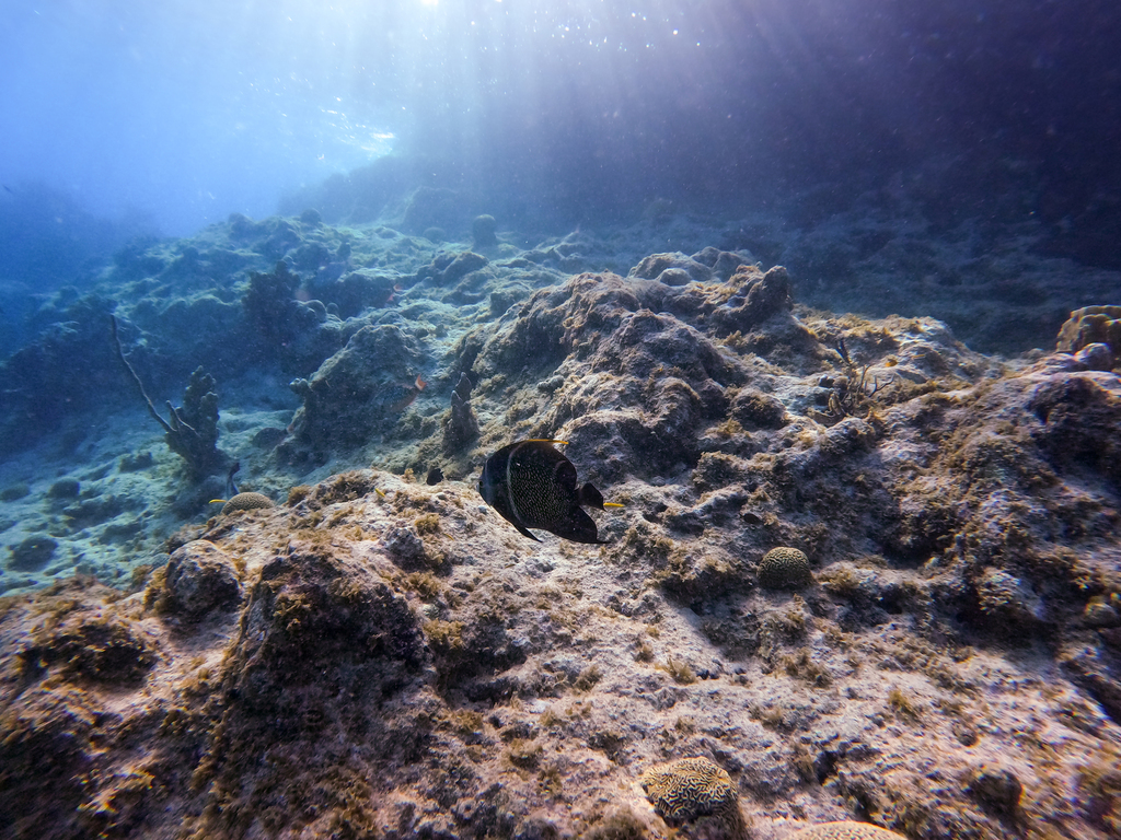 French angelfish