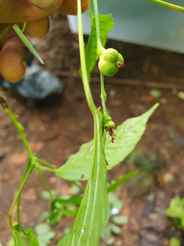 lowveld beadstring