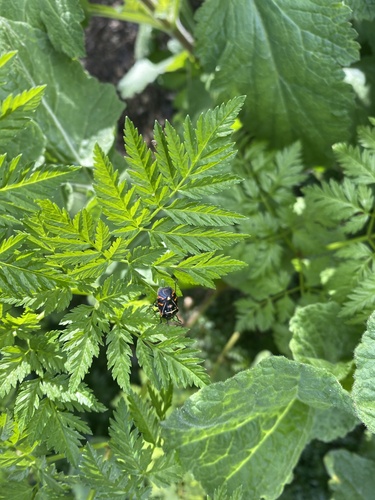 iNaturalist observation photo of Harlequin Bug