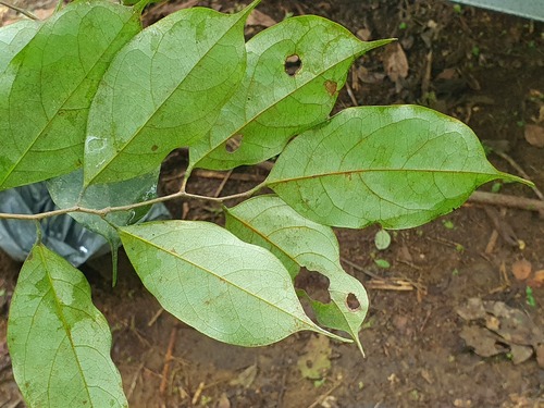 Lepidobotrys staudtii