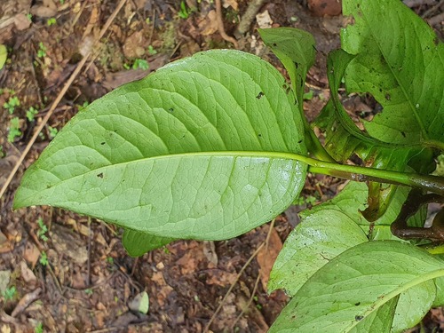 Culcasia mannii