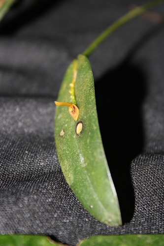 Acianthera heringeri