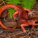 Ensatina eschscholtzii eschscholtzii - Photo (c) Jake Scott, todos los derechos reservados, subido por Jake Scott