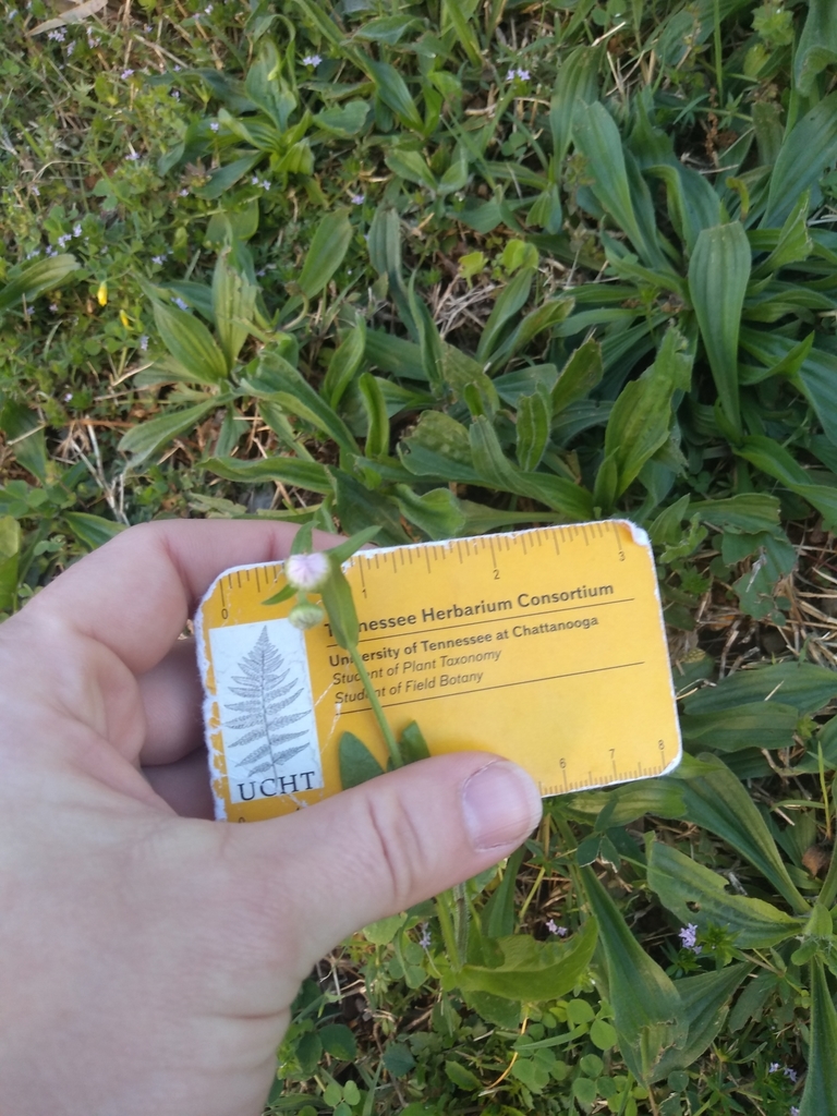 plants from Vine + Houston, Chattanooga, TN 37403, USA on April 22