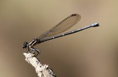 Argia oculata image