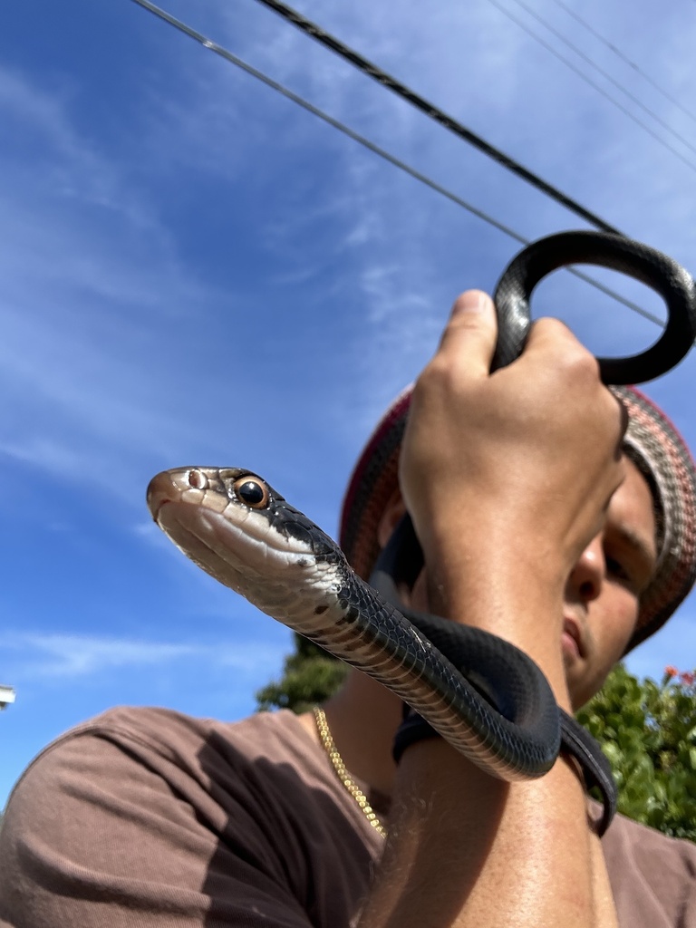 Southern Black Racer from Brentwood Ave, Sarasota, FL, US on February ...