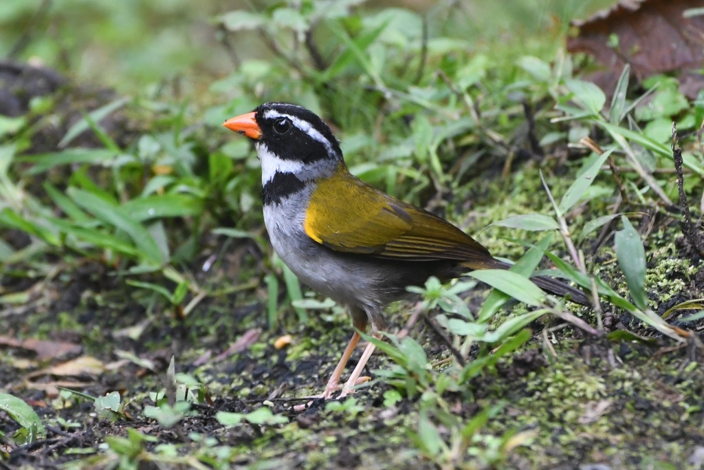 Orange-billed Sparrow photo