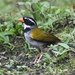 Orange-billed Sparrow - Photo (c) Ben Sanders, all rights reserved