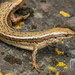 Chathams Skink - Photo (c) Danilo Hegg, all rights reserved, uploaded by Danilo Hegg