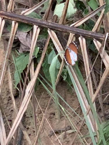 Danaus chrysippus alcippus