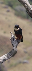 Falco rufigularis image