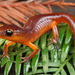 Ensatina eschscholtzii xanthoptica - Photo 由 Jake Scott 所上傳的 (c) Jake Scott，保留所有權利