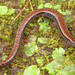 Gabilan Mountains Slender Salamander - Photo (c) Jake Scott, all rights reserved, uploaded by Jake Scott