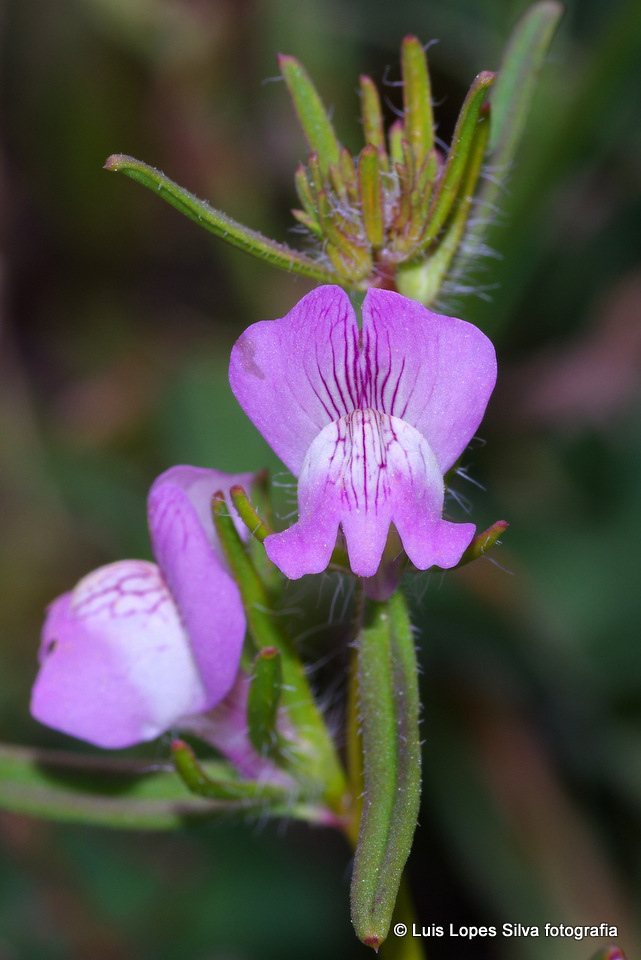 Flor de la oruga