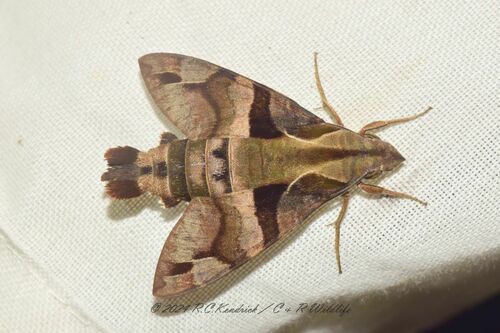 Macroglossum divergens Walker, 1856