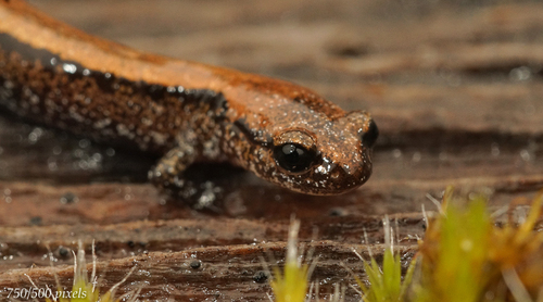 Del Norte Salamander