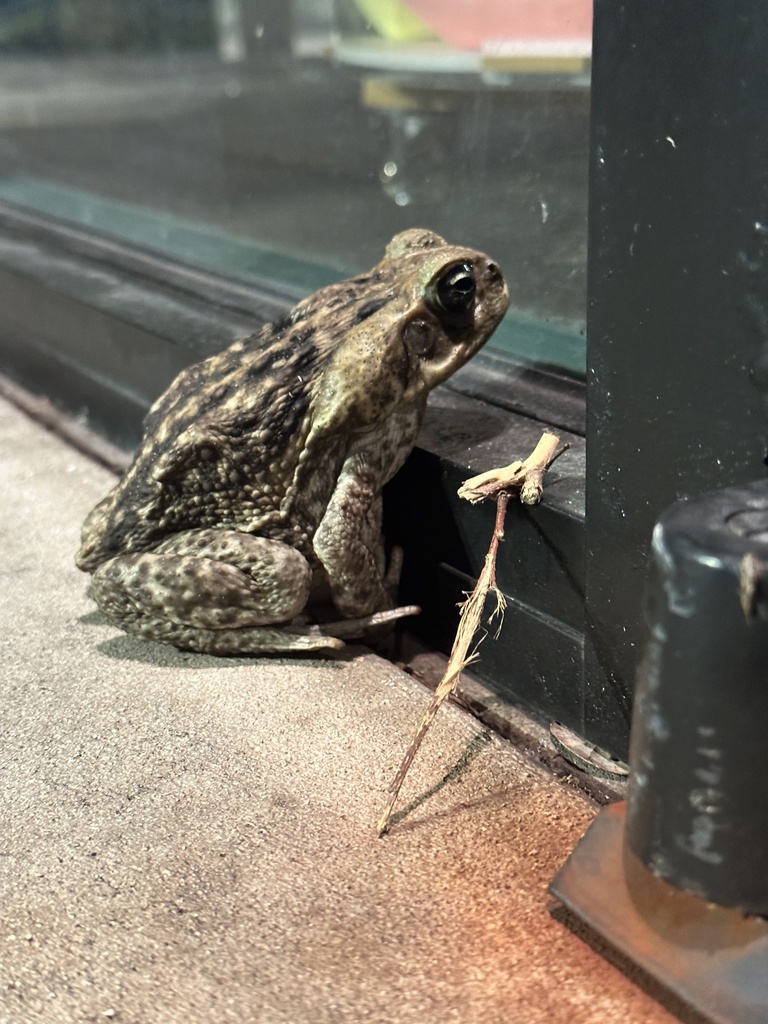 Cane Toad from Glades Rd, Boca Raton, FL, US on March 1, 2024 at 0909