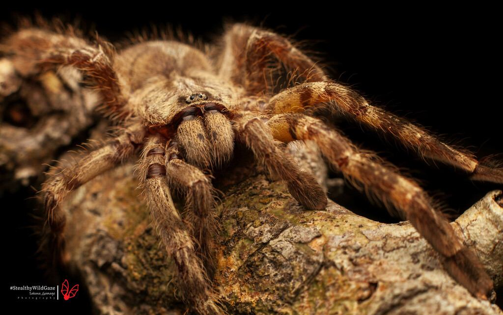 Sri Lankan Ornamental Tarantula from Puttalam, Sri Lanka on December 25