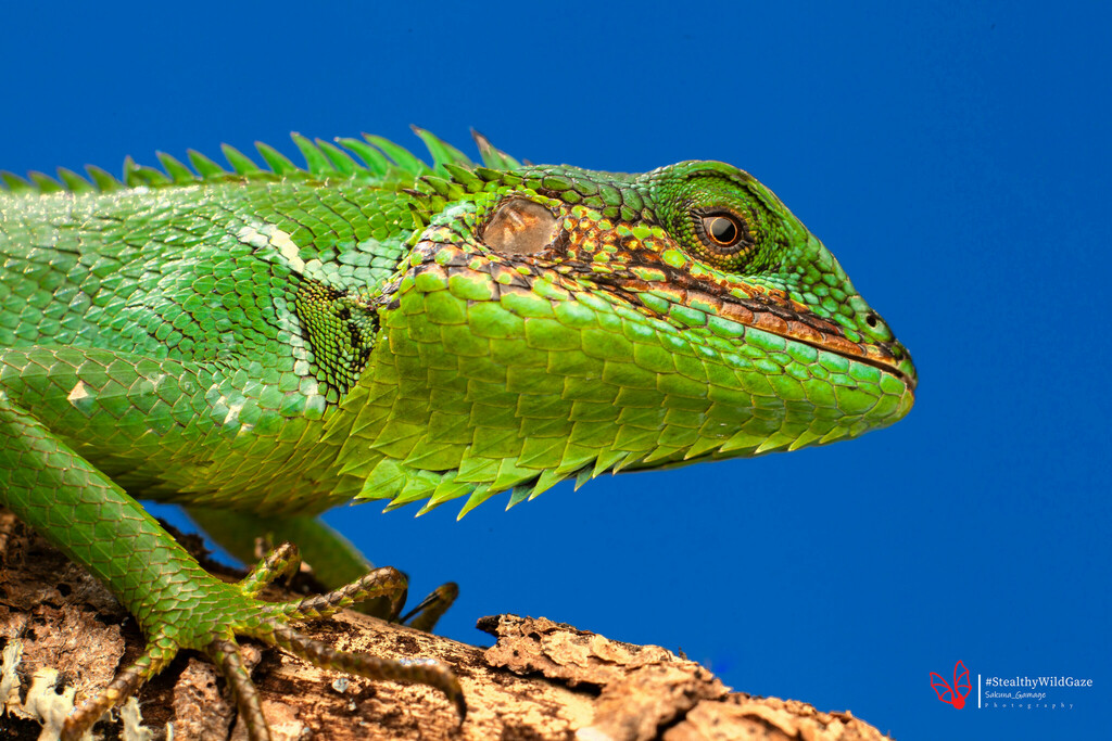 Lizard Cheeks Black-cheek lizard from Gamini College, Peradeniya-Badulla-Chenkaladi ...