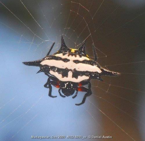 Gasteracantha rhomboidea