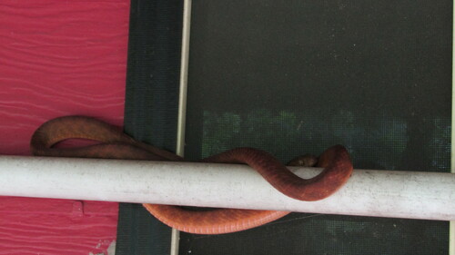 Brown Tree Snake sighting