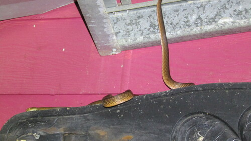 Brown Tree Snake sighting