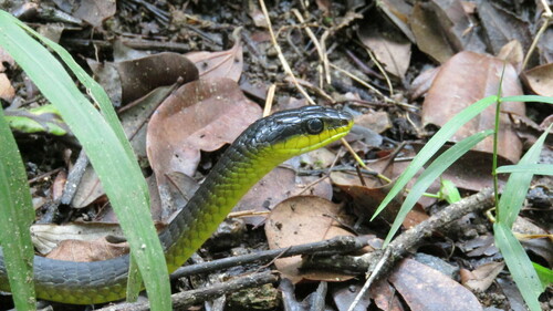 Common Tree Snake sighting